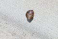 Land or garden snail Cornu aspersum 2