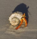 Land hermit crab Royalty Free Stock Photo