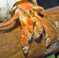 Land hermit crab Royalty Free Stock Photo