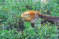 Land iguana