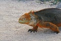 Land iguana