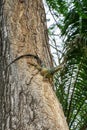 Iguanas at Seminario Park Iguanas Park - Guayaquil, Ecuador