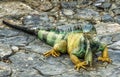 Iguanas at Seminario Park Iguanas Park - Guayaquil, Ecuador