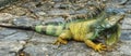 Iguanas at Seminario Park Iguanas Park - Guayaquil, Ecuador