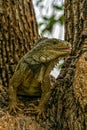 Iguanas at Seminario Park Iguanas Park - Guayaquil, Ecuador