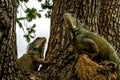 Iguanas at Seminario Park Iguanas Park - Guayaquil, Ecuador