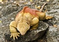 Land Iguana Climb Royalty Free Stock Photo