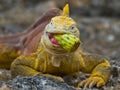 The land iguana eats a cactus. The Galapagos Islands. Pacific Ocean. Ecuador.