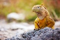 Land iguana Royalty Free Stock Photo