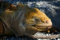 Land iguana, Galapagos Islands Royalty Free Stock Photo