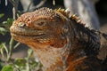Land iguana, Galapagos Islands Royalty Free Stock Photo