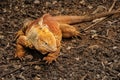 Land Iguana, Galapagos Islands, Ecuador Royalty Free Stock Photo