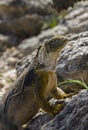 Land Iguana - Galapagos Islands - Ecuador Royalty Free Stock Photo