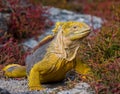 The land iguana sitting on the rocks. The Galapagos Islands. Pacific Ocean. Ecuador.