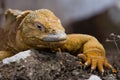 The land iguana sitting on the rocks. The Galapagos Islands. Pacific Ocean. Ecuador.