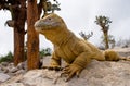 The land iguana sitting on the rocks. The Galapagos Islands. Pacific Ocean. Ecuador.