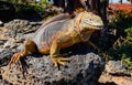 Typical land iguana of Isla Plaza Sur, Galapagos Royalty Free Stock Photo