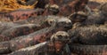 Land Iguanas sunbathing in Galapagos Island. Royalty Free Stock Photo