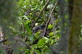 Land of the Lost Small Baby Florida Alligator Napping on Log Royalty Free Stock Photo