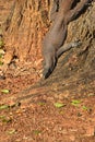 A land monitor lizard making its way down a tree, Sri Lanka