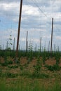 Land plot with plantings and metal vineyard posts