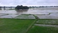 Land preparation is important to ensure that the rice field is ready in madhubani bihar india