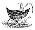 Land Rail, vintage illustration