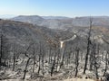 Land after recent wildfire. Dead forest, barren of plants mountains with burned trees trunks. Royalty Free Stock Photo