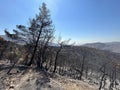 Land after recent wildfire. Royalty Free Stock Photo