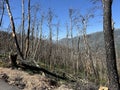 Land after recent wildfire. Royalty Free Stock Photo