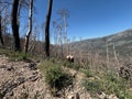 Land after recent wildfire.