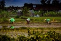 Rice field workers