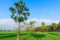 Land scape view of Toddy palm and ricefield