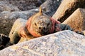 Land and See Iguanas are like a past time animals.