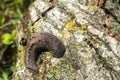 Land slug closeup Royalty Free Stock Photo