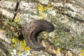 Land slug closeup Royalty Free Stock Photo