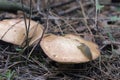 land slug, deep plunged into the weeping bolete. fell asleep when eat the edible flesh of mushrooms cap