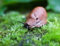 Land slug on the green leaf