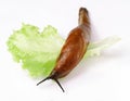Land slug and lettuce