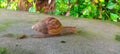 Land snail or bekicot Achatina fulica outside on green leaf. Royalty Free Stock Photo