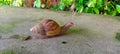 Land snail or bekicot Achatina fulica outside on green leaf. Royalty Free Stock Photo