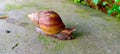 Land snail or bekicot Achatina fulica outside on green leaf. Royalty Free Stock Photo