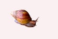 Land snail or bekicot Achatina fulica outside on white background. Royalty Free Stock Photo