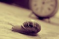 Land snail and clock, in sepia tone