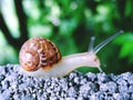 Land snail close-up in green background