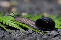 Land snail on fern frond Royalty Free Stock Photo