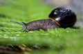 Land snail on fern frond Royalty Free Stock Photo
