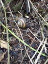 Land snail in the forest after rain on the background of fallen leaves