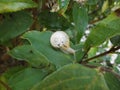 Land snail, gastropod clam with a white shell with black splashes on a leaf of a bush in the garden. Germany