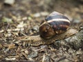 Land Snail